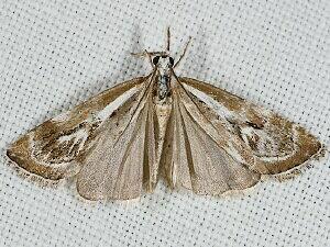 Catoptria oregonicus