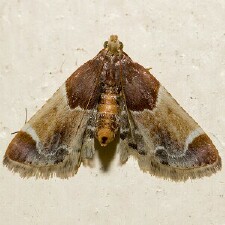 Pyralis farinalis