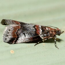 Acrobasis tricolorella