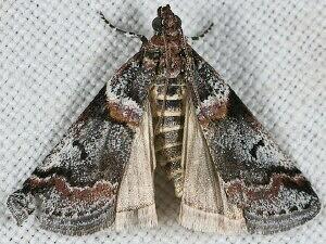 Acrobasis tricolorella