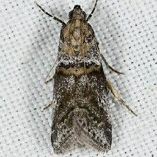 Acrobasis comptella