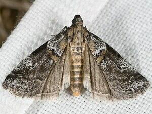 Acrobasis comptella