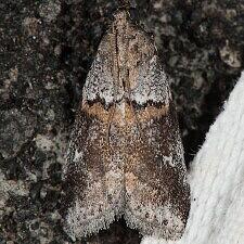 Acrobasis comptella