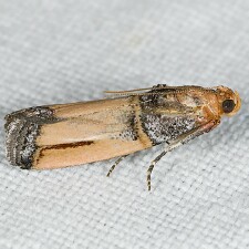 Dasypyga alternosquamella