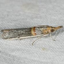 Etiella zinckenella