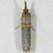 Etiella zinckenella