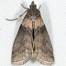 Sciota tarmitalis