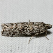 Dioryctria pseudotsugella