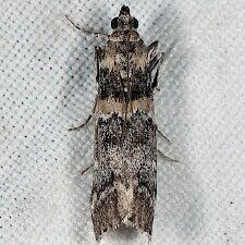 Dioryctria pseudotsugella