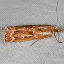 Dioryctria auranticella