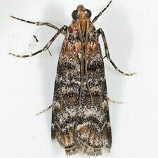 Dioryctria okanaganella