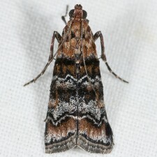 Dioryctria okanaganella