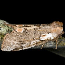 Euthyatira lorata