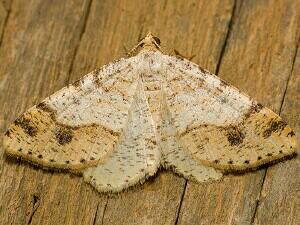 Macaria plumosata