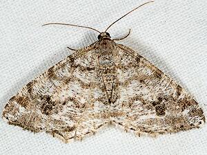 Macaria signaria