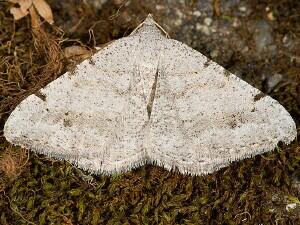 Digrammia denticulata