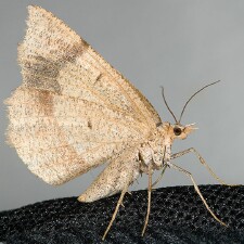 Sericosema juturnaria