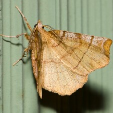 Selenia alciphearia