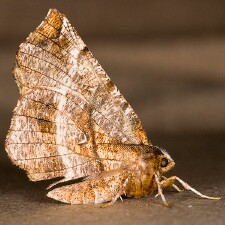 Selenia alciphearia