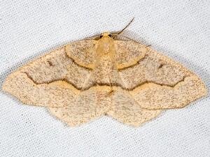 Lambdina fiscellaria