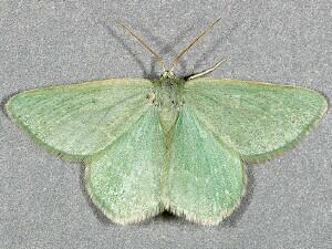 Mesothea incertata