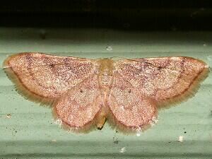 Idaea demissaria