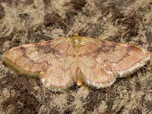 Idaea demissaria