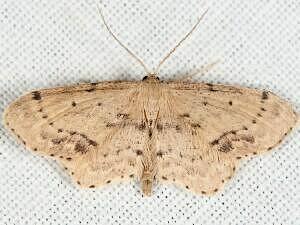 Idaea dimidiata