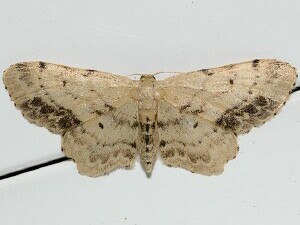 Idaea dimidiata