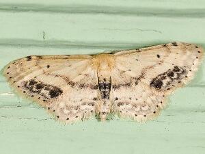 Idaea dimidiata