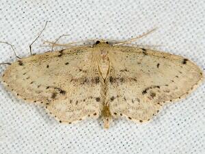 Idaea dimidiata