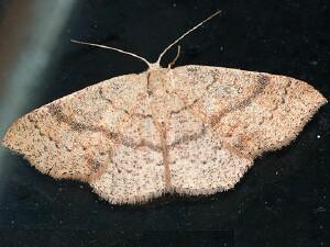 Cyclophora dataria