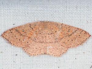 Cyclophora dataria