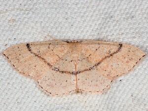 Cyclophora dataria