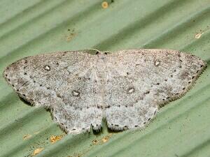 Cyclophora pendulinaria