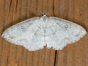 Cyclophora pendulinaria