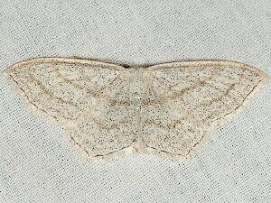 Scopula junctaria