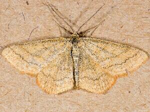 Scopula sentinaria