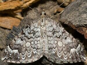 Eulithis destinata