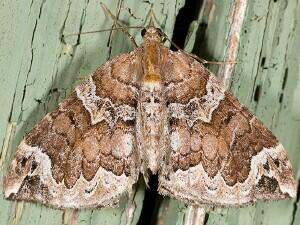 Eulithis xylina