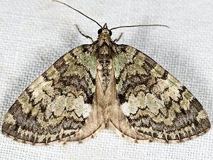 Hydriomena renunciata