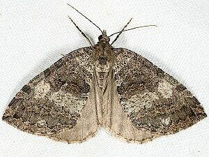 Hydriomena furcata