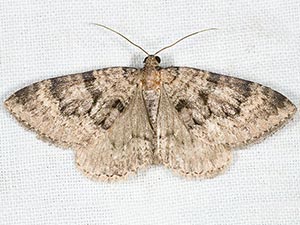 Archirhoe associata