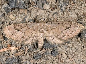 Eupithecia unicolor