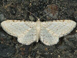 Eupithecia cretaceata