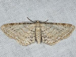 Eupithecia cretaceata