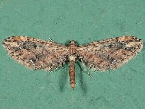 Eupithecia subapicata