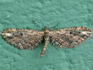 Eupithecia subapicata