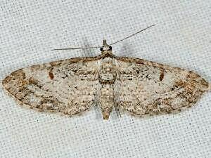 Eupithecia graefii