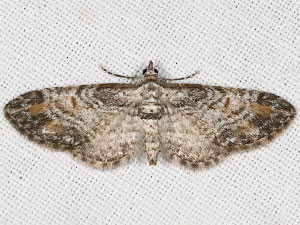 Eupithecia graefii